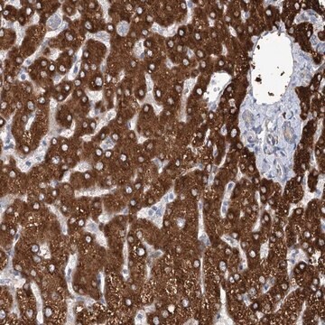 Anti-CIB4 antibody produced in rabbit Prestige Antibodies&#174; Powered by Atlas Antibodies, affinity isolated antibody, buffered aqueous glycerol solution