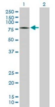 Anti-ZSWIM2 antibody produced in mouse purified immunoglobulin, buffered aqueous solution