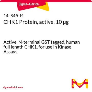 CHK1-Protein, aktiv, 10&nbsp;&#181;g Active, N-terminal GST tagged, human full length CHK1, for use in Kinase Assays.