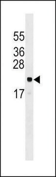 ANTI-ARL6IP5 (CENTER) antibody produced in rabbit affinity isolated antibody, buffered aqueous solution