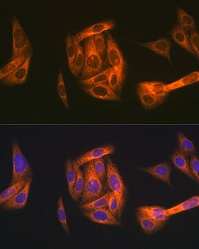 Anti-TAB1 antibody produced in rabbit