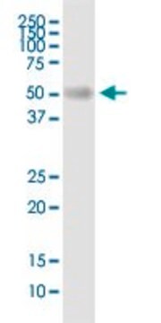 Anti-BSCL2 antibody produced in rabbit purified immunoglobulin, buffered aqueous solution