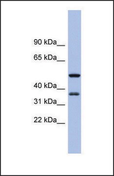 Anti-EIF2S1, (N-terminal) antibody produced in rabbit affinity isolated antibody