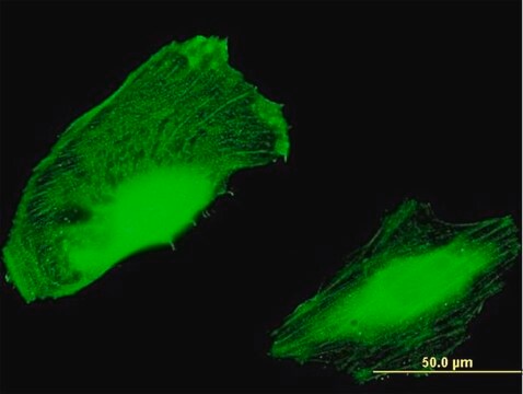 Anti-C10ORF81, (N-terminal) antibody produced in mouse purified immunoglobulin, buffered aqueous solution