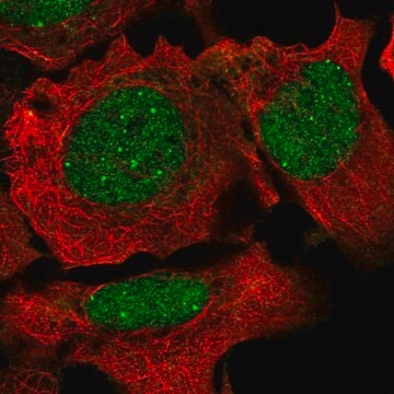 Anti-NCOA2 antibody produced in rabbit Prestige Antibodies&#174; Powered by Atlas Antibodies, affinity isolated antibody