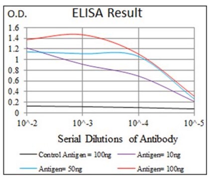 Anti-CAMK4, clone 8C5B8 Antibody clone 8C5B8, from mouse