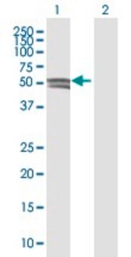 Anti-GCNT1 antibody produced in mouse purified immunoglobulin, buffered aqueous solution