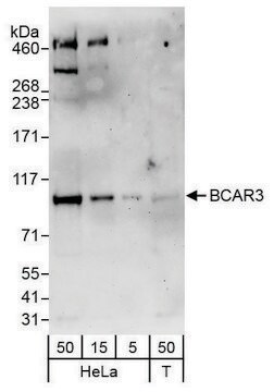 Rabbit anti-BCAR3 Antibody, Affinity Purified Powered by Bethyl Laboratories, Inc.