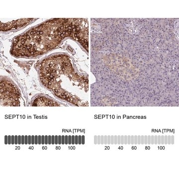 Anti-SEPT10 antibody produced in rabbit Prestige Antibodies&#174; Powered by Atlas Antibodies, affinity isolated antibody, buffered aqueous glycerol solution