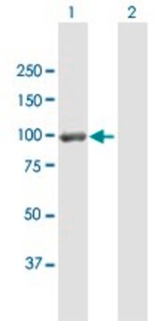 Anti-DLG4 antibody produced in mouse purified immunoglobulin, buffered aqueous solution