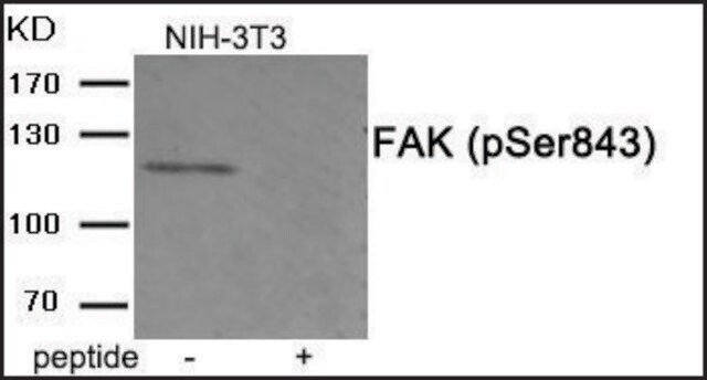 Anti-phospho-FAK (pSer843) antibody produced in rabbit affinity isolated antibody