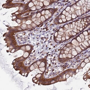 Anti-EFCAB8 antibody produced in rabbit Prestige Antibodies&#174; Powered by Atlas Antibodies, affinity isolated antibody, buffered aqueous glycerol solution