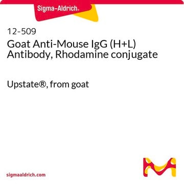 Goat Anti-Mouse IgG (H+L) Antibody, Rhodamine conjugate Upstate&#174;, from goat