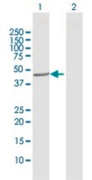 Anti-CYP20A1 antibody produced in rabbit purified immunoglobulin, buffered aqueous solution