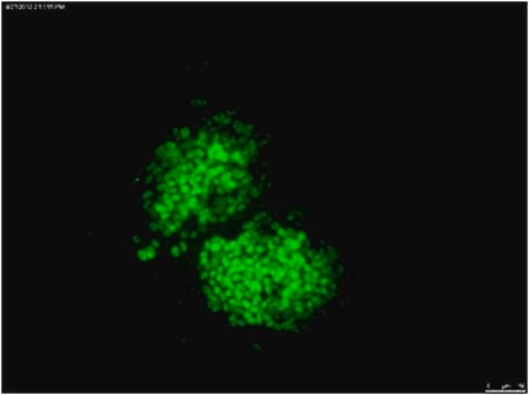 Anti-OCT-4 [POU5F1] Antibody, clone 7F9.2, Alexa Fluor&#8482; 488 conjugate clone 7F9.2, from mouse, ALEXA FLUOR&#8482; 488