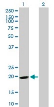 Anti-EPB41L4A antibody produced in mouse purified immunoglobulin, buffered aqueous solution