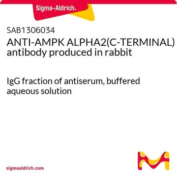 ANTI-AMPK ALPHA2(C-TERMINAL) antibody produced in rabbit IgG fraction of antiserum, buffered aqueous solution