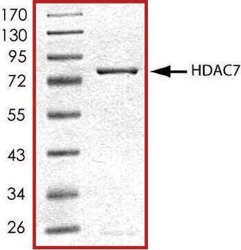 HDAC7, active, GST tagged human recombinant, expressed in baculovirus infected Sf9 cells, &#8805;70% (SDS-PAGE), buffered aqueous glycerol solution