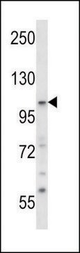 ANTI-SNX14 (CENTER) antibody produced in rabbit IgG fraction of antiserum, buffered aqueous solution