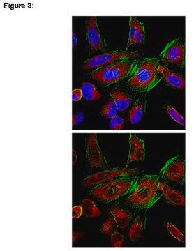 RIPAb+ Ago3 Antibody clone 4B1-F6, from mouse