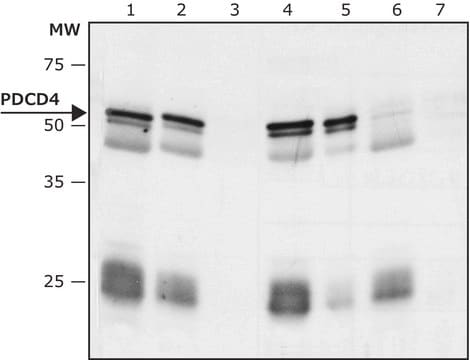 Anti-PDCD4 antibody produced in rabbit ~1&#160;mg/mL, affinity isolated antibody, buffered aqueous solution