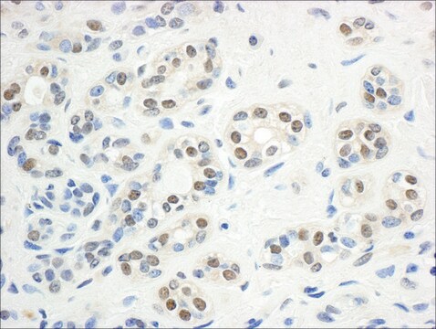 Rabbit anti-Mre11 Antibody, Affinity Purified Powered by Bethyl Laboratories, Inc.