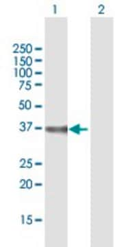 Anti-DPH5 antibody produced in mouse purified immunoglobulin, buffered aqueous solution