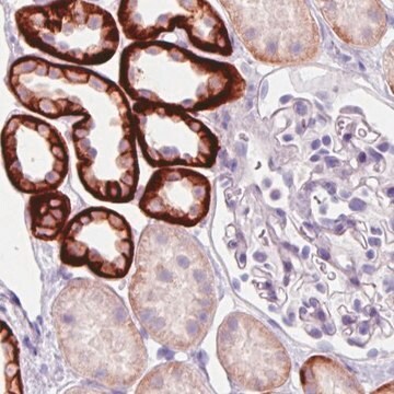 Monoclonal Anti-CA12 antibody produced in mouse Prestige Antibodies&#174; Powered by Atlas Antibodies, clone CL0280, purified immunoglobulin, buffered aqueous glycerol solution