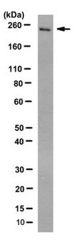 Anti-SIP1 Antibody, clone 6E5 clone 6E5, 1&#160;mg/mL, from mouse