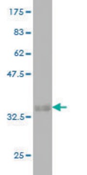 Monoclonal Anti-RNF125 antibody produced in mouse clone 1A5, purified immunoglobulin, buffered aqueous solution