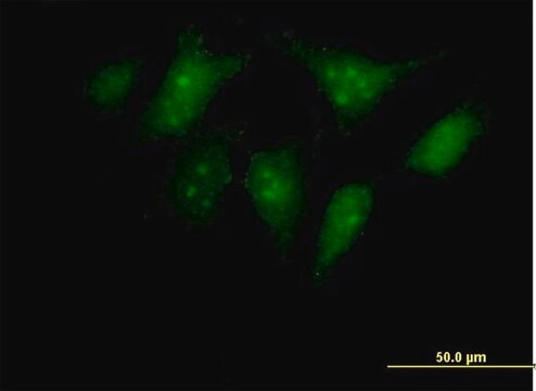 Anti-RBED1 antibody produced in mouse IgG fraction of antiserum, buffered aqueous solution