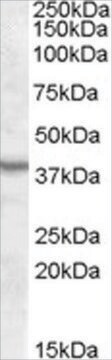 Anti-ASNA1 antibody produced in goat affinity isolated antibody, buffered aqueous solution