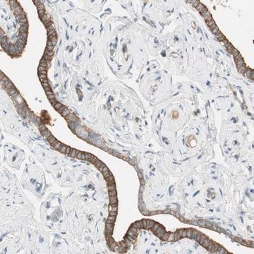 Anti-STON1 antibody produced in rabbit Prestige Antibodies&#174; Powered by Atlas Antibodies, affinity isolated antibody, buffered aqueous glycerol solution