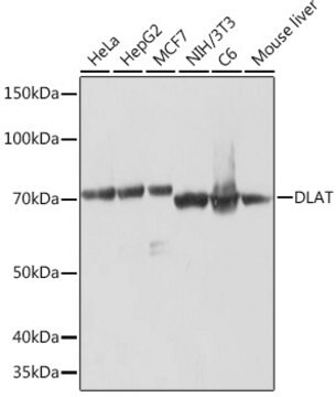 Anti-DLAT Antibody, clone 2Z7R10, Rabbit Monoclonal