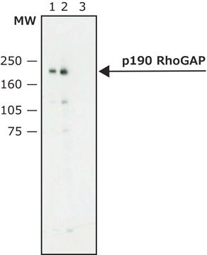 Anti-p190 RhoGAP (GK-18) antibody produced in rabbit ~0.8&#160;mg/mL, affinity isolated antibody, buffered aqueous solution