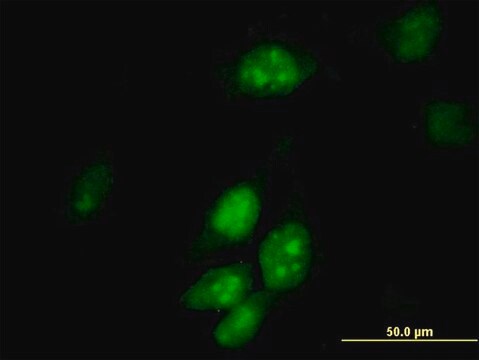 Anti-HTF9C antibody produced in mouse purified immunoglobulin, buffered aqueous solution