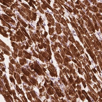 Anti-MLIP antibody produced in rabbit Prestige Antibodies&#174; Powered by Atlas Antibodies, affinity isolated antibody