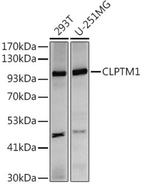 Anti-CLPTM1 Antibody, clone 6R4R8, Rabbit Monoclonal