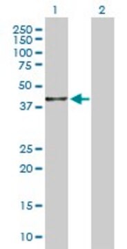 Anti-BHMT2 antibody produced in rabbit purified immunoglobulin, buffered aqueous solution