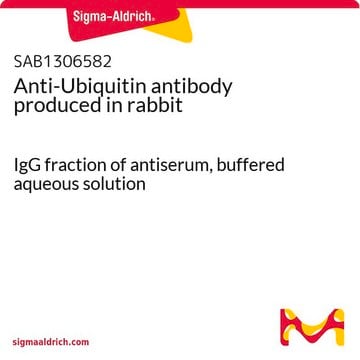 Anti-Ubiquitin antibody produced in rabbit IgG fraction of antiserum, buffered aqueous solution