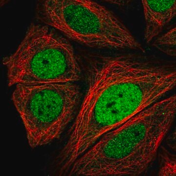 Anti-CRTC3 antibody produced in rabbit Prestige Antibodies&#174; Powered by Atlas Antibodies, affinity isolated antibody