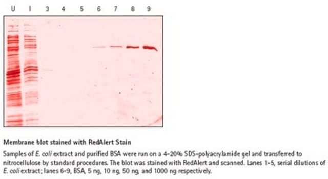 RedAlert 10X Western-Blot-Färbemittel Visualize proteins transferred to nitrocellulose or PVDF membrane