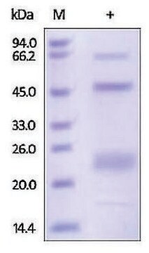 ADAM12 human recombinant, expressed in HEK 293 cells, &#8805;95% (SDS-PAGE)