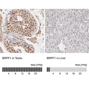 Anti-BRPF1 antibody produced in rabbit Prestige Antibodies&#174; Powered by Atlas Antibodies, affinity isolated antibody, buffered aqueous glycerol solution