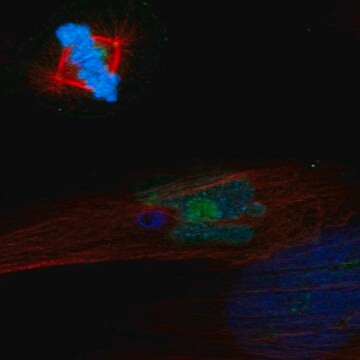 Anti-Pelo Antibody Produced In Rabbit Prestige Antibodies&#174; Powered by Atlas Antibodies, affinity isolated antibody, buffered aqueous glycerol solution