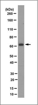 Anti-AIP1/WD repeat-containing protein 1, clone 13F10 Antibody clone 13F10, from rat