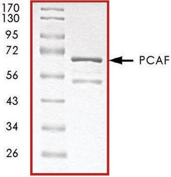 PCAF (431-end), GST tagged human recombinant, expressed in E. coli, &#8805;70% (SDS-PAGE), buffered aqueous glycerol solution