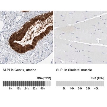 Anti-SLPI antibody produced in rabbit Prestige Antibodies&#174; Powered by Atlas Antibodies, affinity isolated antibody, buffered aqueous glycerol solution