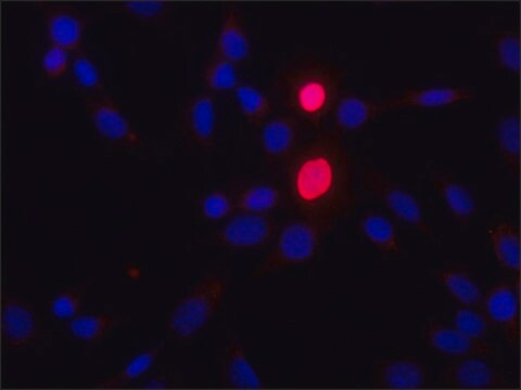 Anti-HOXD9 antibody produced in rabbit ~1.0&#160;mg/mL, affinity isolated antibody