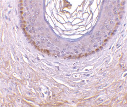 Anti-XEDAR antibody produced in rabbit affinity isolated antibody, buffered aqueous solution